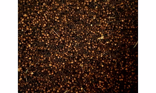 Cloves