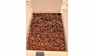 Star anise