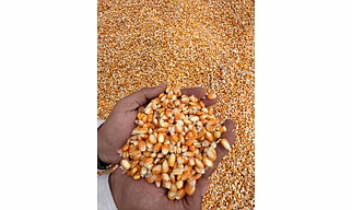 Maize (Corn(