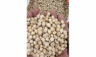 Chickpeas Kabuli
