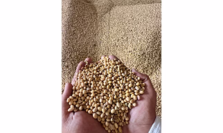 Soyabean