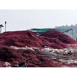red chilli dry