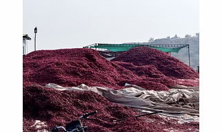 Red chilli dry