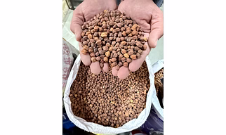 Bengal Gram desi chana