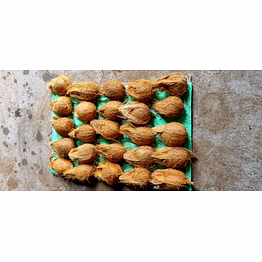 semi husk coconut
