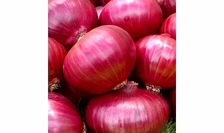 Fresh red onion