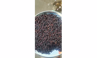KARUPPUKUVANI/BLACK RICE