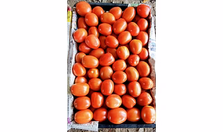 VIRANG TOMATO