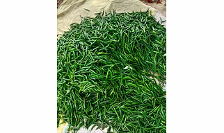 G4 (green chilli)