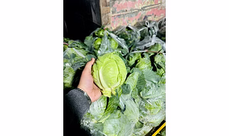 Cabbage