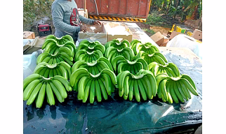 Cavendish bananas