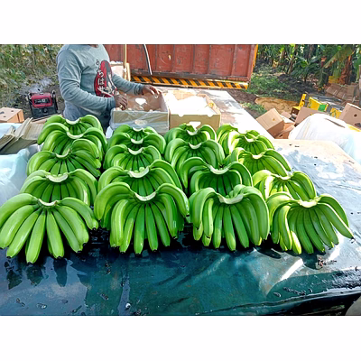 cavendish bananas