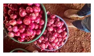 Fresh Onion
