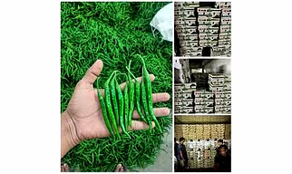 green chillies
