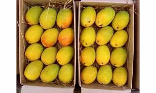 mango