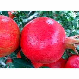 pomegranate