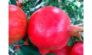 pomegranate