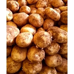 fresh potato