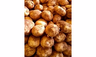 Fresh Potato