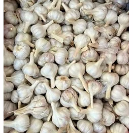 fresh garlic