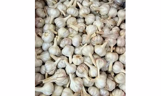 Fresh Garlic