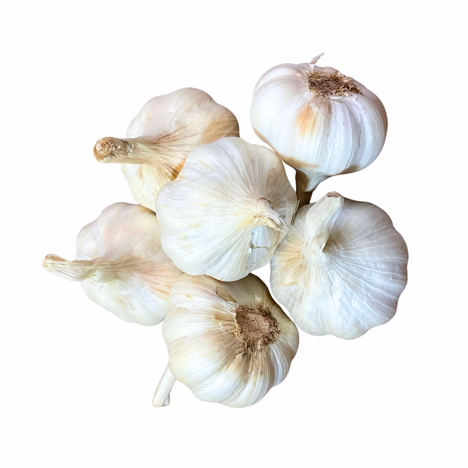 premium fresh garlic
