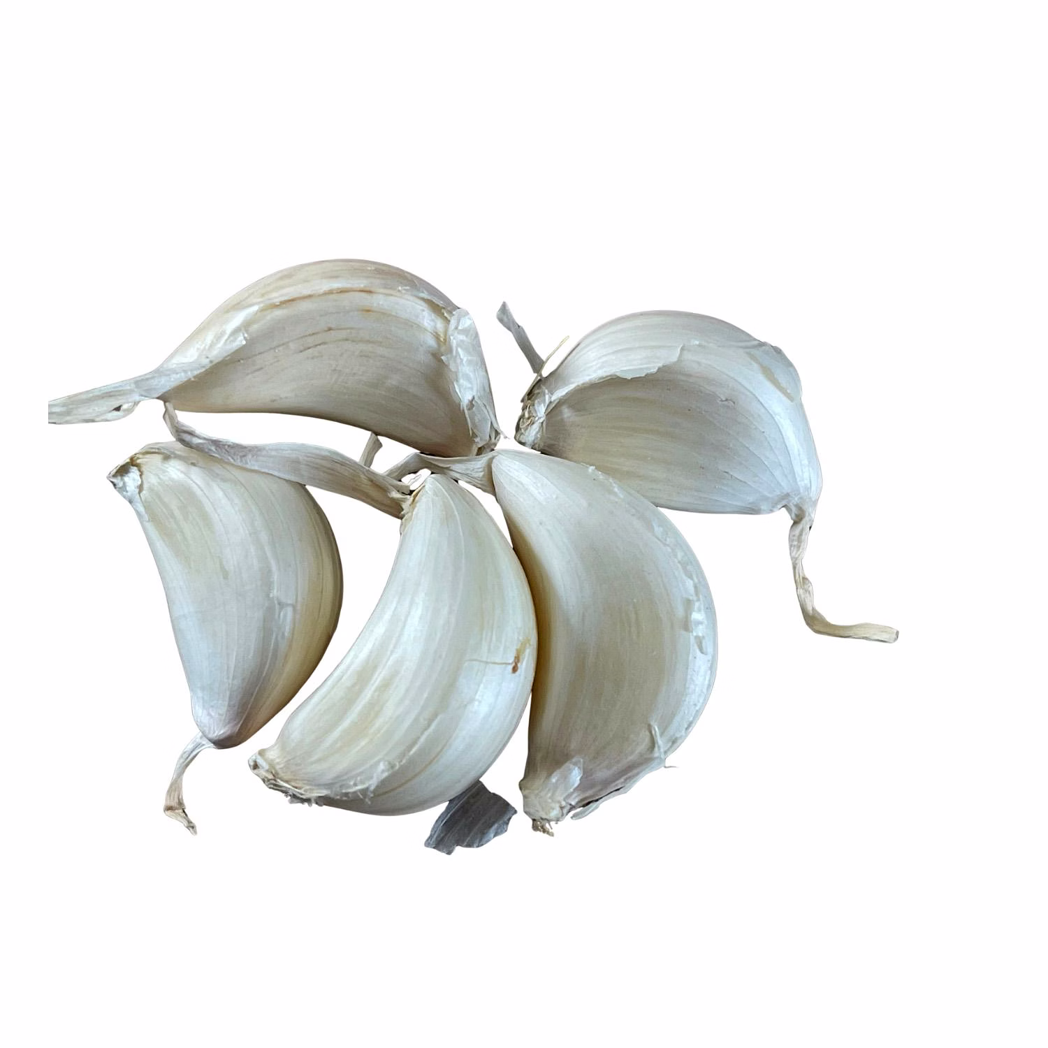 Premium Fresh Garlic image 2