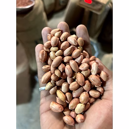 groundnut seeds