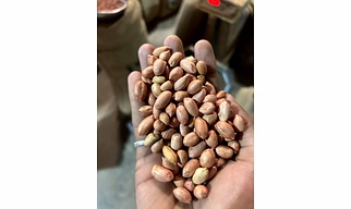 Groundnut  seeds