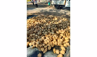 semi husked coconut