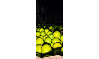 Lemons