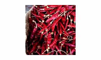Romi 26 Chilli is a Guntur