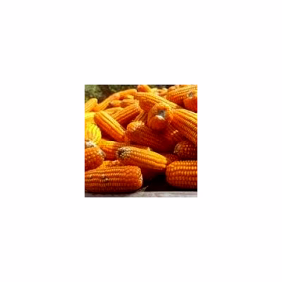 maize