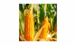 Maize