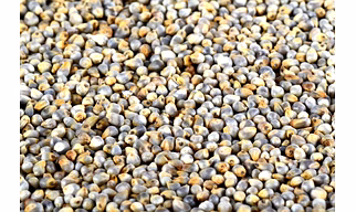 Pearl Millet
