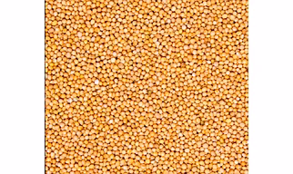 Mustard seeds