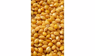 Yellow Millet For Bird Feed