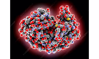 Pepsin Powder