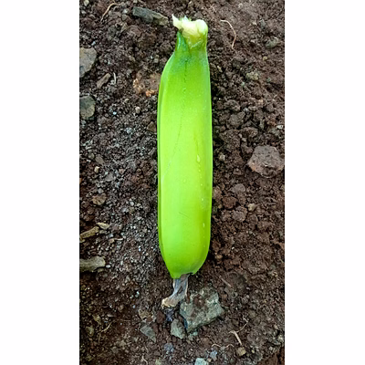 banana