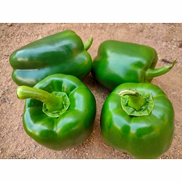 capsicum`
