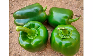 capsicum`