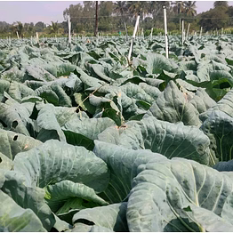 cabbage