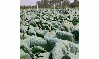 cabbage