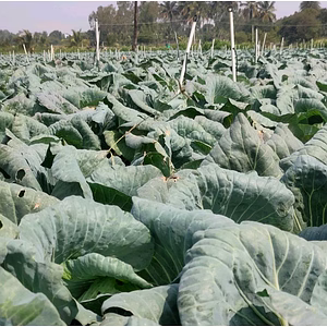cabbage