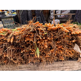 fresh turmeric