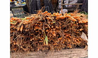 Fresh Turmeric