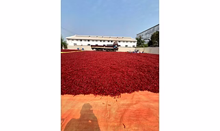 Dried Red Chilli