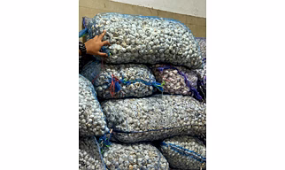 Raw Garlic