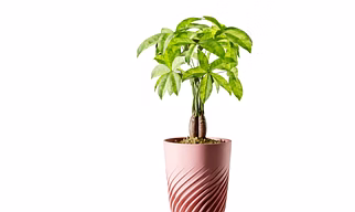 Designer Decorative Planter / Vase – Modern Textured Indoor Planter