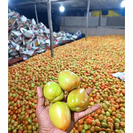 fresh tomatoes